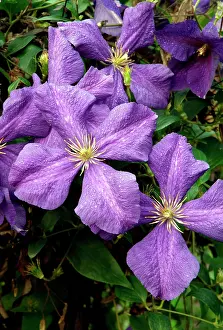 Climbers: Clematis jackmanii - have Clematis viticellaparentage
