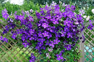 Trellis: Clematis Jackmanii - growing on trellis in garden