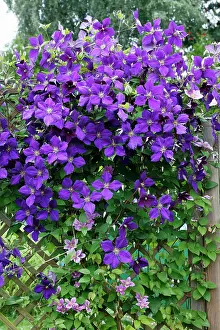 Trellis: Clematis Jackmanii - growing on trellis in garden