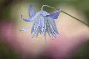 Unhappy: Clematis macropetala Wesselton flower from side view showi