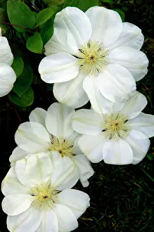 Climbers: Clematis Marie Boisselot
