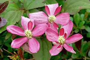 Climbers: Clematis montana Broughton Star