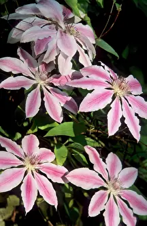 Clematis - Nelly Moser