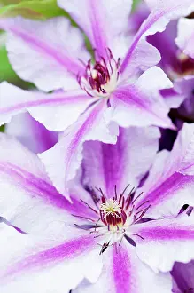 Overlapping: Clematis Ooh la la, 2 overlapping flowers