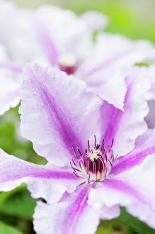 Creeper: Clematis Ooh la la, 2 overlapping flowers