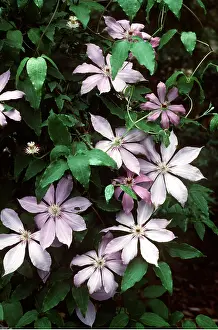 Climbers: CLEMATIS PATENS
