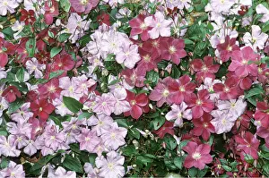 Climbers: CLEMATIS - Pearle d'Azure & Star of India - two