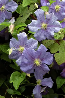 Azur: Clematis - Perle D'Azur