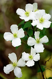 Climbers: Clematis potaninii
