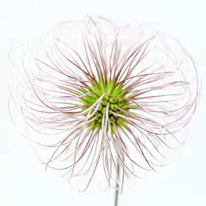 Graphics: Clematis Seed Heads - on white studio background