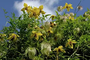 Seedhead: Clematis tangutica