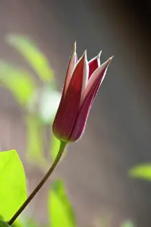 Princess: Clematis texensis Princess Kate, Side view of