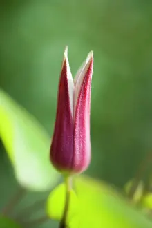 Princess: Clematis texensis Princess Kate, Side view of