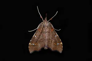 Colin Marshall: Clematis Triangle