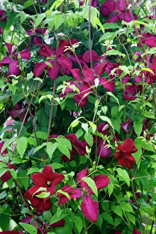 Lyon: Clematis - Ville de Lyon growing in garden