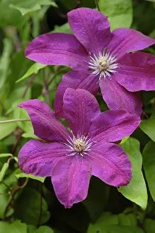 Spirit: Clematis - Vitecella Polish Spirit