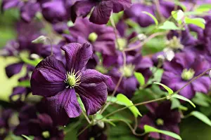 Beard: Clematis westerplatte, Clematis viticella Westerplatte