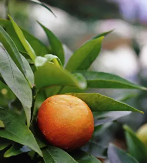 Clementine: Clementine