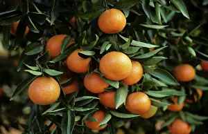 Valencia: Clementine on tree