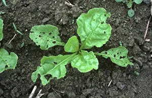 Beet: Cleone Weevil leaf damage to sugar beet