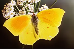 Pascal Goetgheluck: CLEOPATRA BUTTERFLY - male on flower