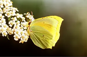 Pascal Goetgheluck: CLEOPATRA BUTTERFLY - male on flower