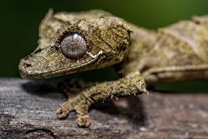 Uroplatus: Clever flat-tailed gecko (Uroplatus fetsy), Daraina