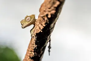 Uroplatus: Clever flat-tailed gecko (Uroplatus fetsy), Daraina