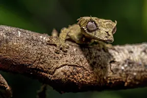 Uroplatus: Clever flat-tailed gecko (Uroplatus fetsy), Daraina