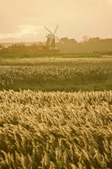 Cley: Cley Mill and Reedbeds