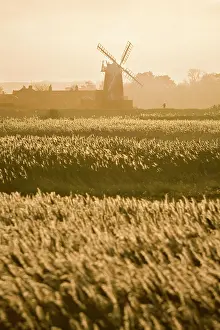 Cley: Cley Mill and Reedbeds