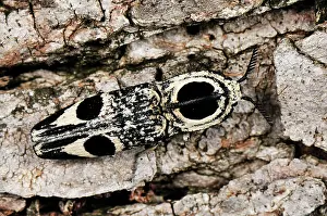 Click: Click Beetle