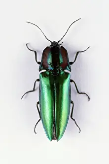 Click: Click Beetle