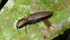 Click: Click Beetle