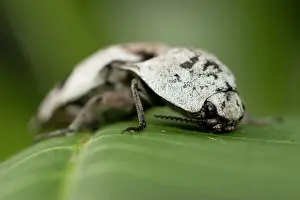 250417: Click Beetle Click Beetle on leaf Klungkung Bali Indon