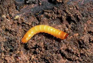 Click: Click Beetle Larva - garden wireworm