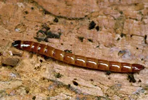 Click: Click Beetle Larva - garden wireworm