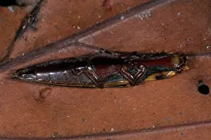 Feigning: Click Beetle Playing Dead