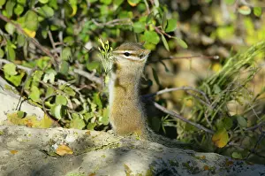 Chipmunks: Cliff Chipmunk - eating seeds