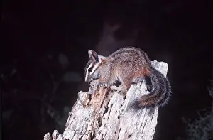 Bonnie Weisser: Cliff CHIPMUNK - on log