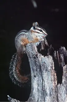 Bonnie Weisser: Cliff CHIPMUNK - on tree stump
