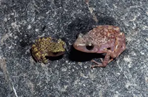 Leptodactylidae: Cliff Chirping Frogs