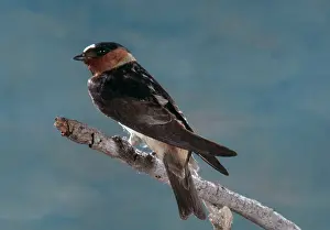 Pyrrhonota: Cliff Swallow