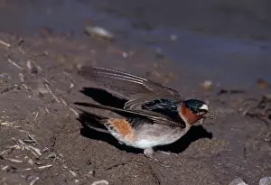 Pyrrhonota: Cliff Swallow