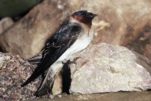 Swallows: CLIFF SWALLOW