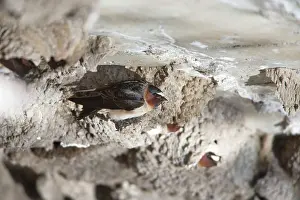Pyrrhonota: Cliff Swallow - birds at nesting colony under bridge
