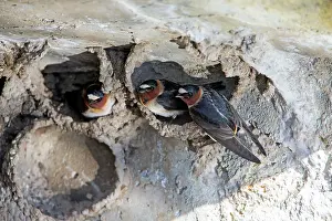 Pyrrhonota: Cliff Swallow - birds at nesting colony under bridge