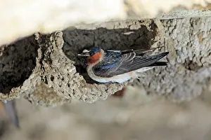 Pyrrhonota: Cliff Swallow - birds at nesting colony under bridge