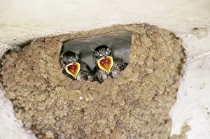 Pyrrhonota: Cliff Swallow Chicks