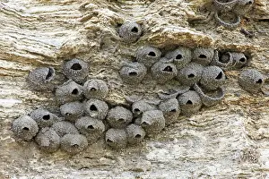 Soda: Cliff Swallow - colony of nests on Soda Butte, Lamar